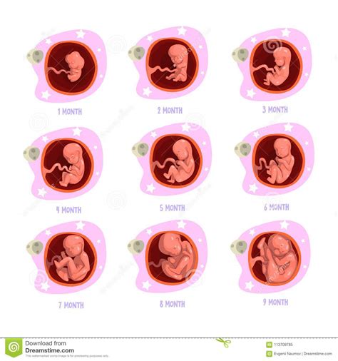 process of pregnancy from 1st to 9th months fetal
