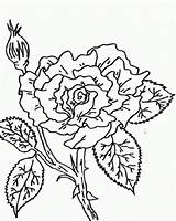 Coloring Pages Rose Thorn Visit Tag sketch template