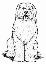 Getdrawings Sheepdog English Drawing Old Coloring Dog sketch template