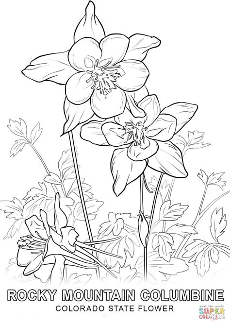 colorado state flower coloring page  printable coloring pages
