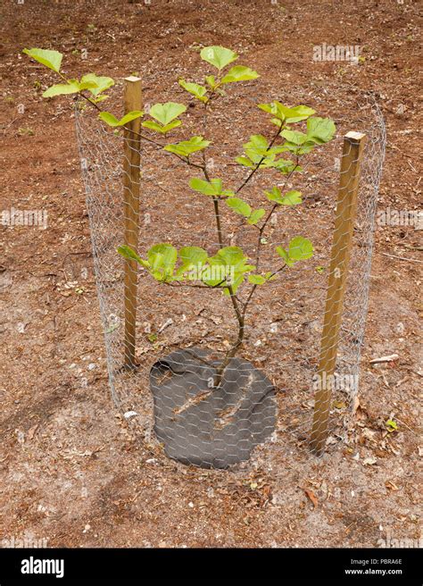 beech tree sapling  res stock photography  images alamy