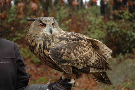 eurasian eagle owl wildlife images rehabilitation  education center