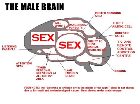 shanwayne men and women s brain