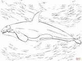Orca Whale Ausmalbilder Ausmalen Ausmalbild Orka Coloriage Killerwal Orque Colorare Wal Kolorowanka Supercoloring Kolorowanki Ballena Ausdrucken Orcas Malvorlagen Kinderbilder Colorier sketch template
