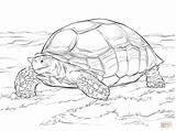 Tortoise Coloring Pages Sulcata Printable Drawing Turtle Color Animal Giant Kids Reptiles Adults Comments Schildpadden sketch template
