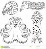 Coloring Cephalopods Cuttlefish Drawn Hand Book Octopus Nautilus Designlooter 1300 4kb Vector Preview sketch template