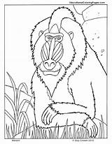 Coloring Mandrill Mandril Pages Jemison Mae Animal Animals Primates Printable Zoo Color Planet Colouring Monkey Kids Books Book Baboon Au sketch template