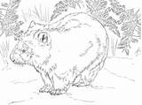 Wombat Australia sketch template
