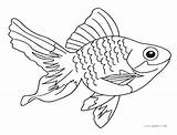 Saltwater Fisch Ausmalbild Ausdrucken Colorings Getcolorings Southwestdanceacademy Kostenlos sketch template