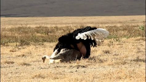 Ostrich Mating Youtube