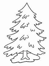 Coloring Pine Tree Pages Trees Evergreen Printable Kids Print Drawing Color Leaves Coniferous Life Getcolorings Christmas Pencil Outline Forest Drawings sketch template
