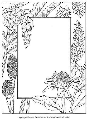 exotic flowers coloring pages exotic bird fantastic flowers leaves