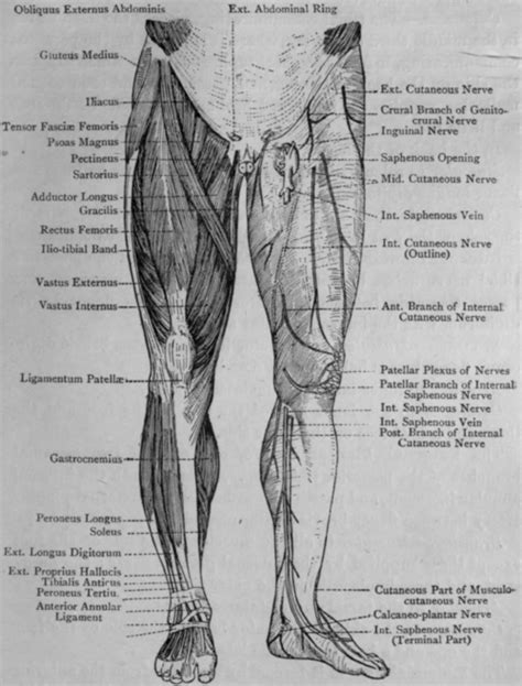 picture  nerves   leg modernhealcom