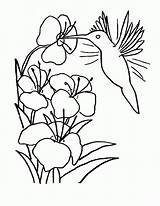 Hummingbird Koliber Kolorowanki Dzieci Simple Pintar Passarinho sketch template