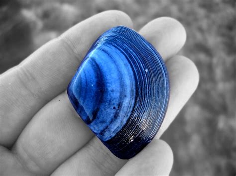 blue shell  jaecee redbubble
