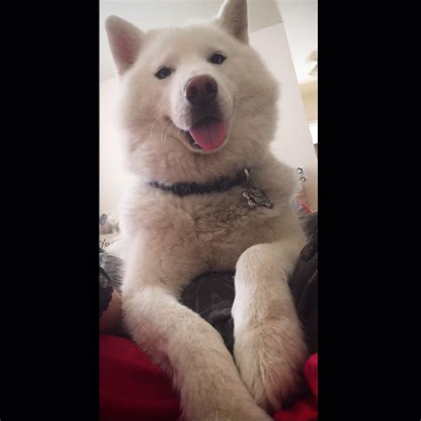 this is my fluff ball osita she s an all white siberian husky that we