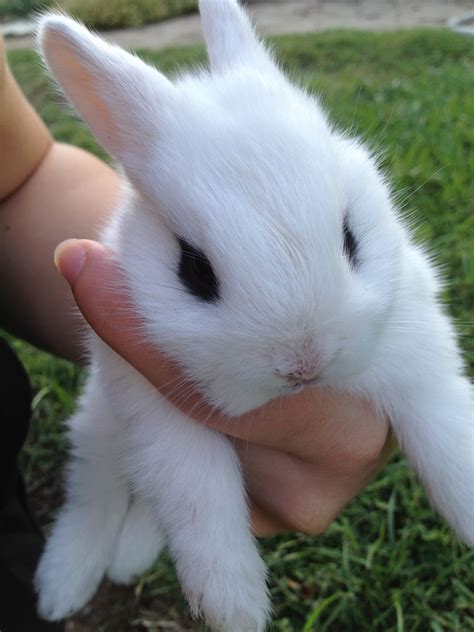 cute   wild baby bunny   burrow    yard  love