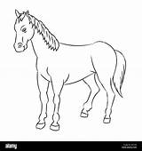 Cavallo Bozzetto Isolato Mano Fumetto Libro Linea Tracciata Vettore sketch template
