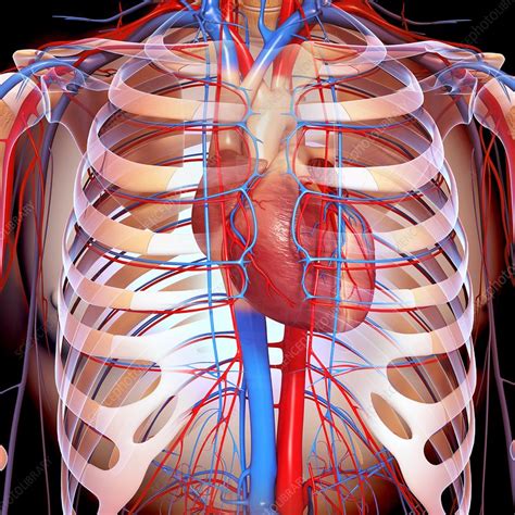 chest anatomy artwork stock image  science photo library