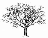 Tree Clip Clipart Bare Leaves Drawing Without Trees Winter Coloring Drawings Pages Dogwood Life Printable Line Cliparts Spooky Fall Simple sketch template