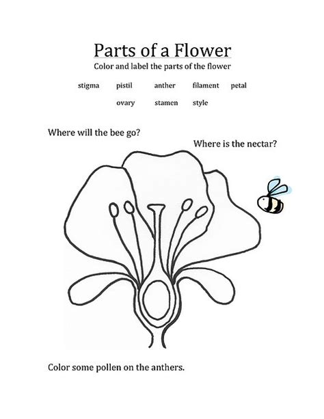 parts   flower worksheet  worksheets samples