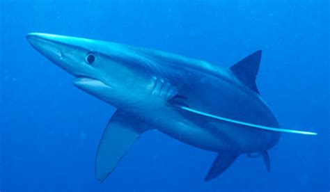 blue shark shark week discovery