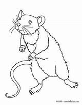 Coloring Pages Mouse Rat Color Visit Mice sketch template