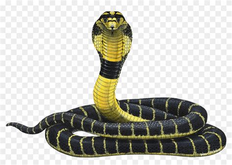 trend terbaru gambar animasi ular kobra amanda  ayala