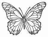 Mariposas Borboleta Mariposa Monarch Borboletas Insect Coloringpagebook Pintar 1261 Camila Aylen Schmetterling Worksheets Detailed Schmetterlinge sketch template