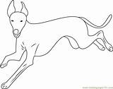 Greyhound Running Coloringpages101 sketch template
