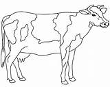 Colorat Vaca Desene Planse Animale Domestice Vacute Vitel sketch template