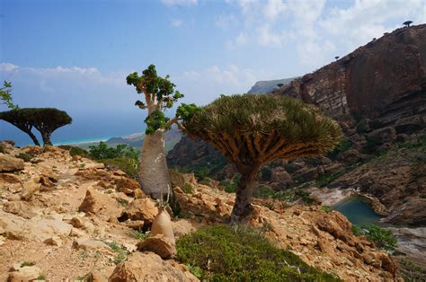 socotra island images  pholder earth porn