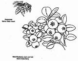 Bush Blueberry Coloring Pages Wild Color Print Getcolorings sketch template