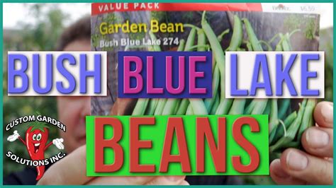 bush blue lake beans   grow youtube
