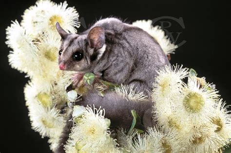 sugar glider visit facebook animals  awesome animals wildlife pictures photography