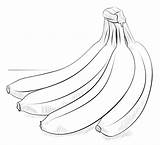 Bananas Bunch Drawings Banane Beginners Bananes Tutorials Colorare Supercoloring Sketches Bannanas Racimo Immagini Getdrawings Bestcoloringpagesforkids Plátanos sketch template
