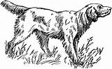 Setter Clipart English Irish Dog Clipground Etc Hunting Dogs Tiff Usf Edu Large Resolution sketch template