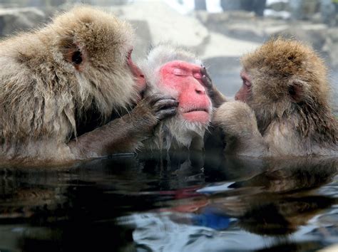 japanese macaque monkeys groom   hot spring time