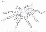 Tarantula Arachnids Tutorials Mygale Drawingtutorials101 Drawings Getdrawings sketch template