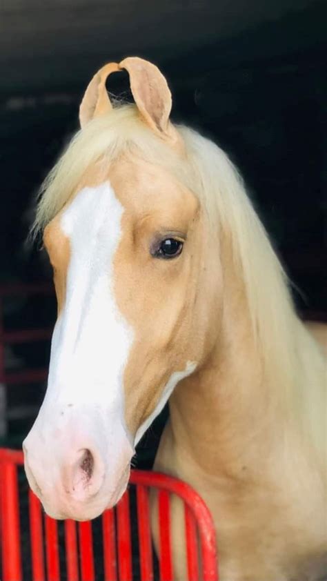 sweet face sabino palomino marwari rare horses beautiful