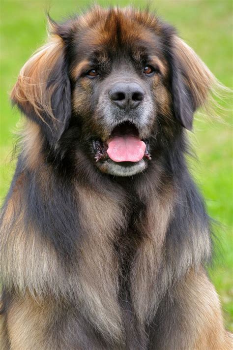 leonberger leonberger dog rare dogs large dog breeds