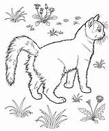Coloring Cat Pages Printable Kids sketch template