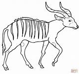 Bongo Coloring Antelope Pages African Drawing Printable Forest Categories Supercoloring sketch template