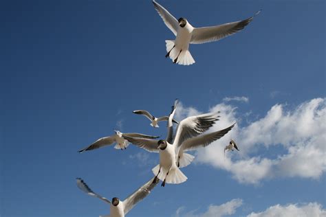 bildet strand kyst natur fugl vinge himmel seabird fly  flygning bla fjaerdrakt