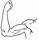 Arm Clipart Clip Arms Elbow Cliparts Etc Muscle Left Clipartpanda Clipartbest Small Pix Line Use Usf Edu Manifestations Excessive Physical sketch template