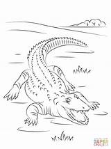 Crocodile Coloring Nile Pages Drawing Cute Colorings Cartoon Getdrawings Crocodiles Printable Getcolorings sketch template