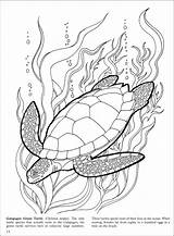 Reef Barrier Great Coloring Drawing Pages Turtle Ocean Coral Sea Life Sketch Color Drawings Printable Tattoo Turtles Colorings Sketches Getdrawings sketch template