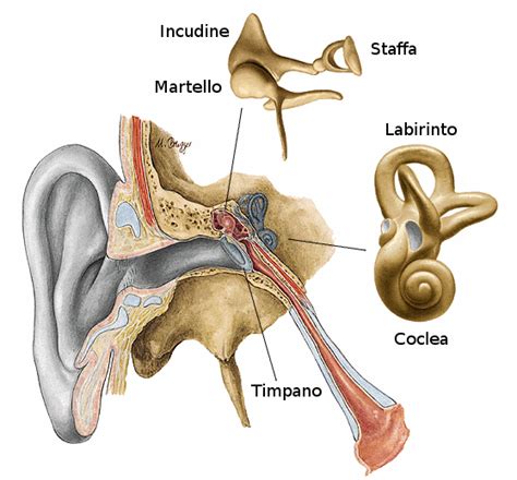 anatomia del sistema uditivo fisica onde musica  hot sex picture
