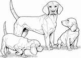 Puppy Realistic Drawing Coloring Pages Cute Getdrawings Kids sketch template
