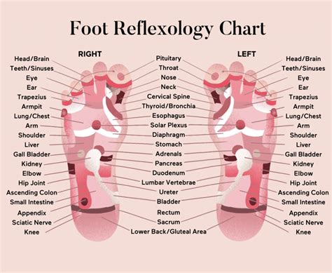 foot reflexology zylu